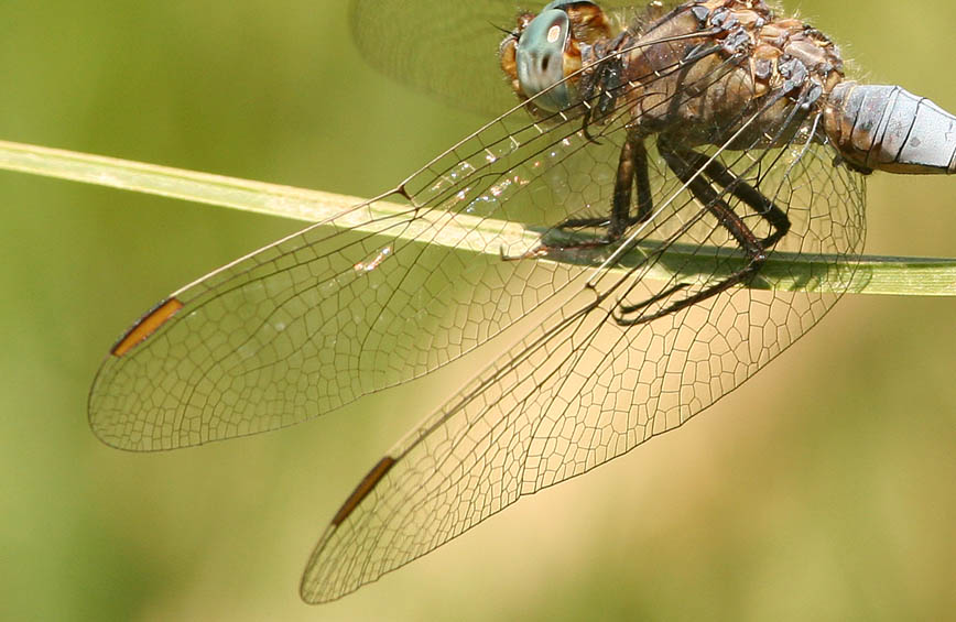 Orthetrum coerulescens e O. brunneum